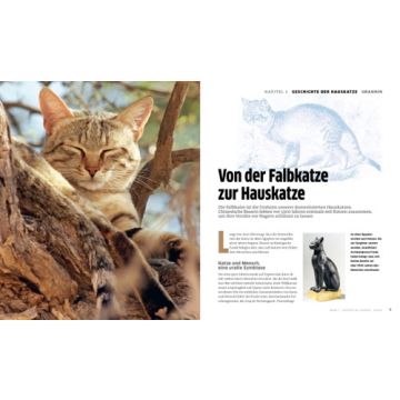 Die große Katzenbibel